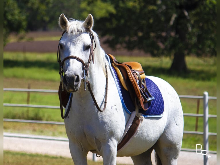 Galés-A Caballo castrado 12 años 122 cm Tordo in Moutain Grove MO