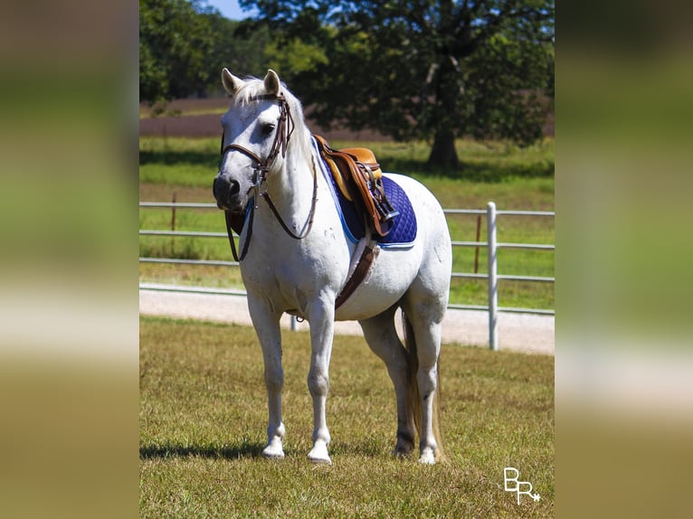 Galés-A Caballo castrado 12 años 122 cm Tordo in Moutain Grove MO