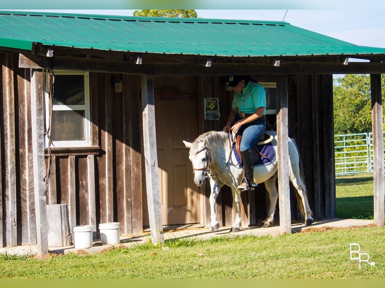 Galés-A Caballo castrado 12 años 122 cm Tordo in Moutain Grove MO