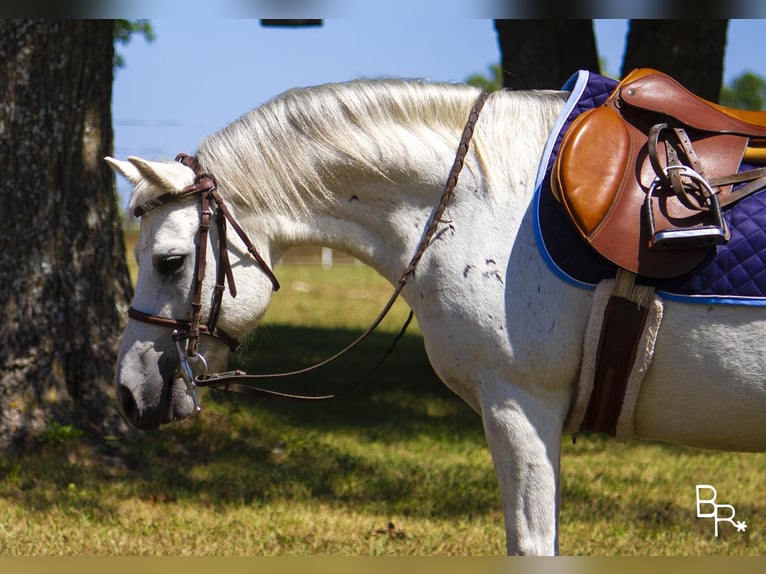 Galés-A Caballo castrado 12 años 122 cm Tordo in Moutain Grove MO