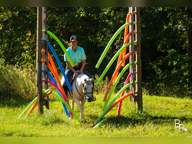 Galés-A Caballo castrado 12 años 122 cm Tordo in Moutain Grove MO