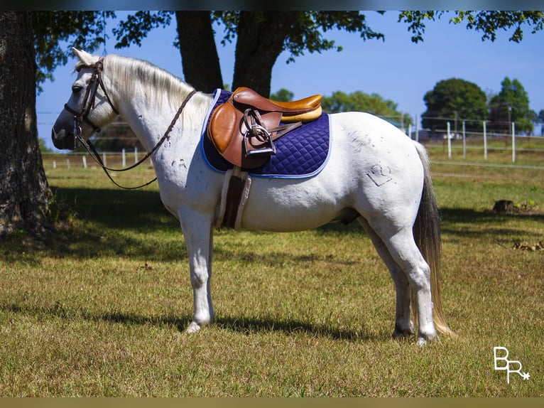 Galés-A Caballo castrado 12 años 122 cm Tordo in Moutain Grove MO