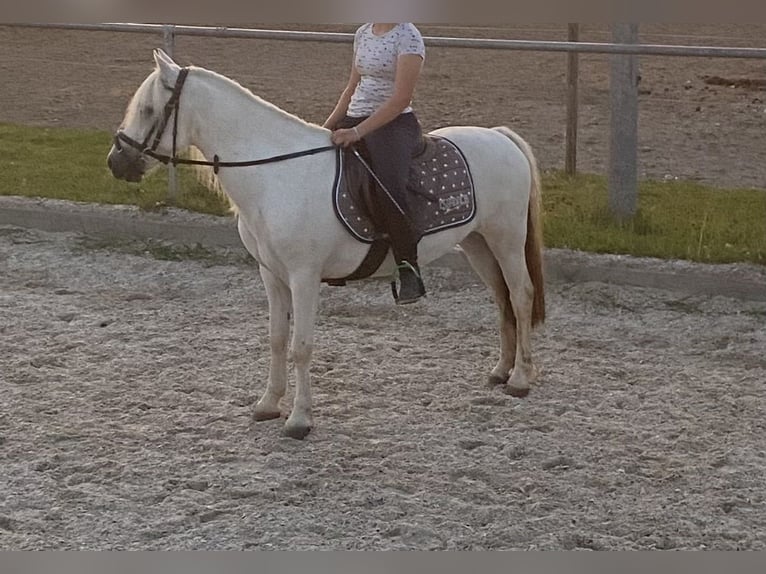 Galés-A Caballo castrado 12 años 127 cm Tordo in Bad Wurzach