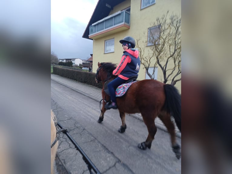 Galés-A Mestizo Caballo castrado 13 años 114 cm Castaño in Alsfeld