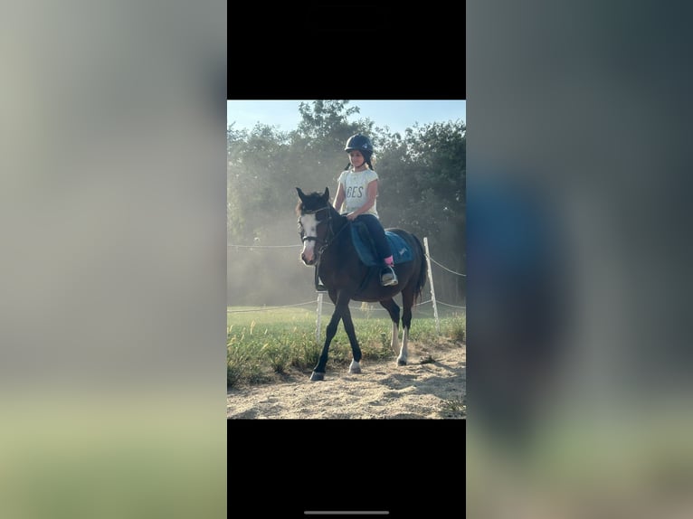 Galés-A Caballo castrado 13 años 120 cm Castaño oscuro in InzenhofG&#xFC;ssing