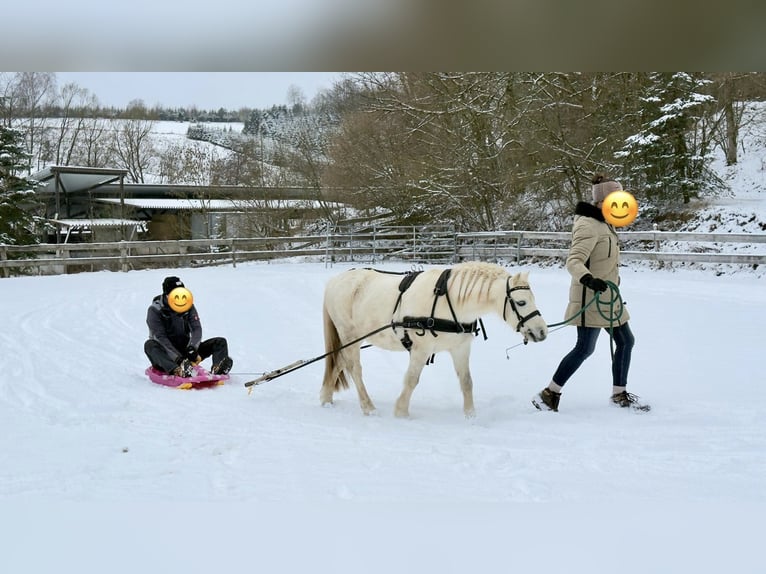 Galés-A Caballo castrado 13 años 120 cm Tordo in Lennestadt