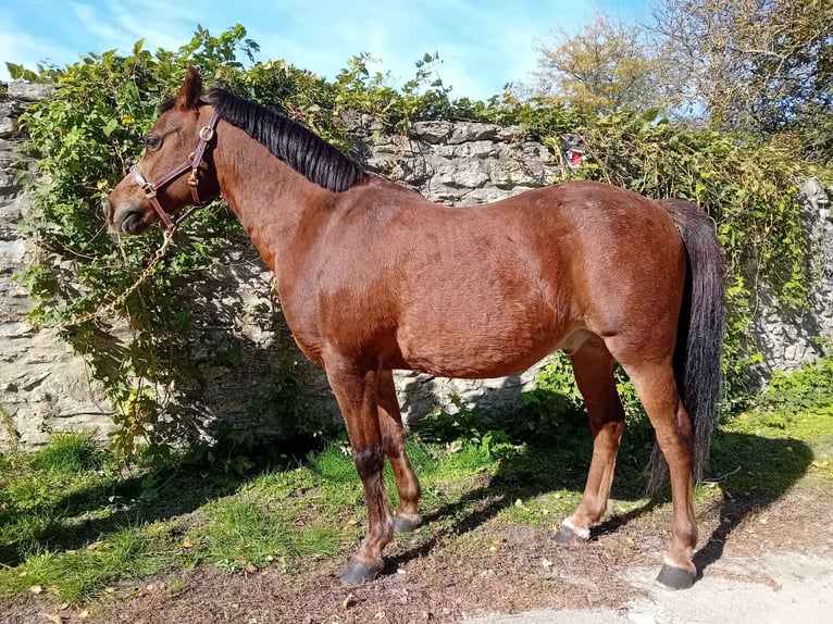 Galés-A Mestizo Caballo castrado 13 años 125 cm Alazán in Bakonyszentlászló