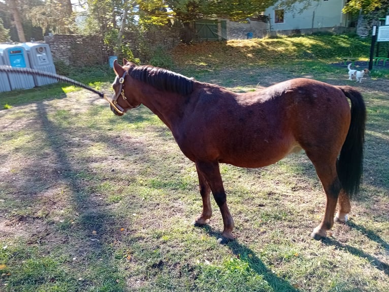 Galés-A Mestizo Caballo castrado 13 años 125 cm Alazán in Bakonyszentlászló