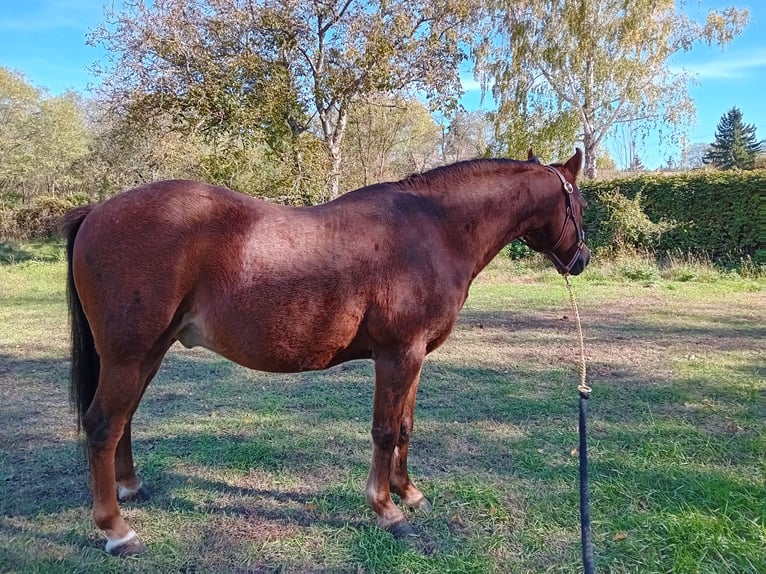 Galés-A Mestizo Caballo castrado 13 años 125 cm Alazán in Bakonyszentlászló