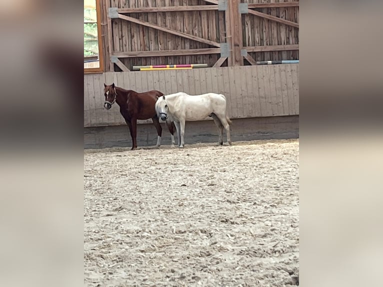 Galés-A Caballo castrado 13 años 127 cm Tordo in Bad Wurzach