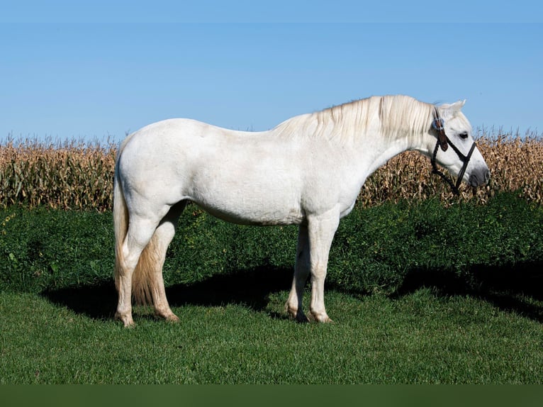 Galés-A Caballo castrado 13 años 132 cm Tordo in Woodstock IL