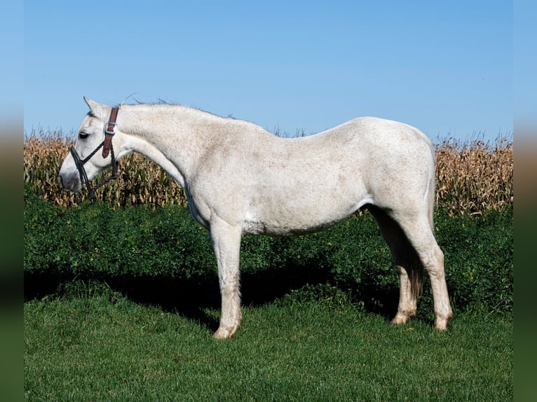 Galés-A Caballo castrado 13 años 132 cm Tordo in Woodstock IL