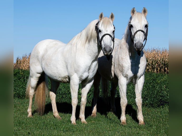 Galés-A Caballo castrado 13 años 132 cm Tordo in Woodstock IL