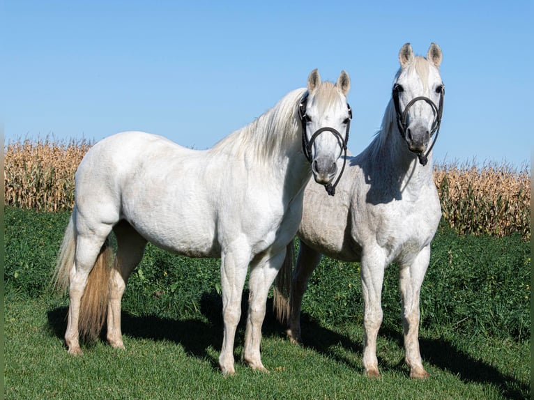 Galés-A Caballo castrado 13 años 132 cm Tordo in Woodstock IL