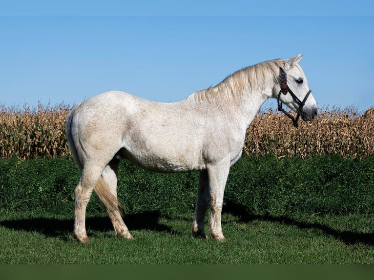 Galés-A Caballo castrado 13 años 132 cm Tordo in Woodstock IL