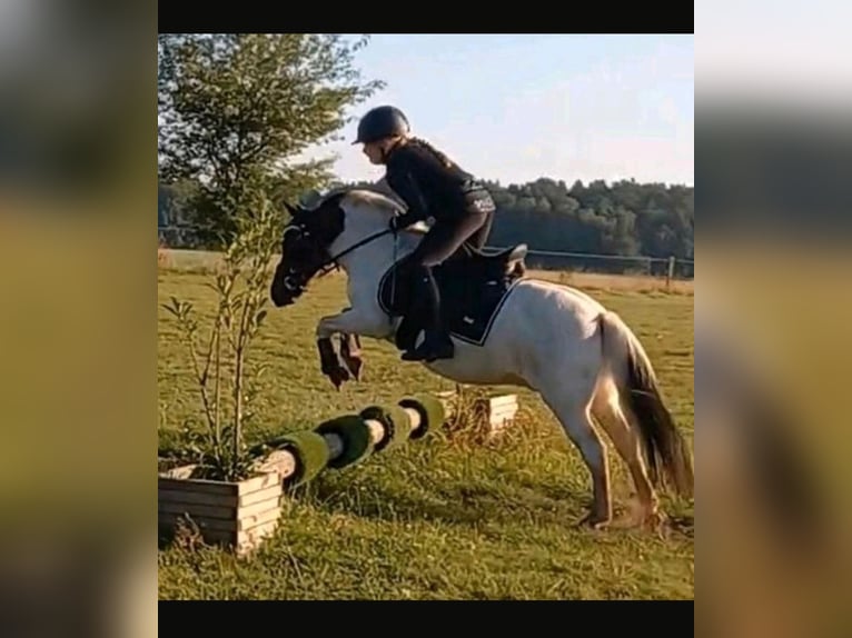 Galés-A Mestizo Caballo castrado 14 años 112 cm Pío in Reppenstedt