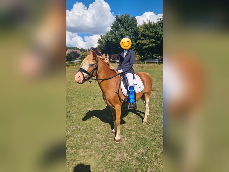Galés-A Caballo castrado 14 años 115 cm Alazán in Martfeld