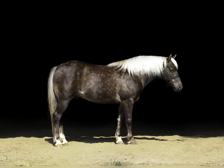 Galés-A Caballo castrado 14 años 122 cm in Nevis, MN