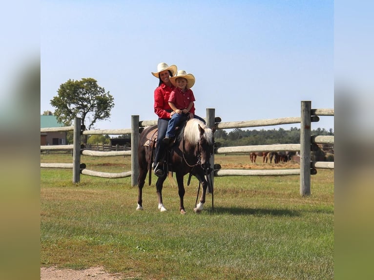 Galés-A Caballo castrado 14 años 122 cm in Nevis, MN