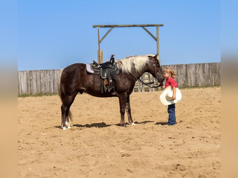 Galés-A Caballo castrado 14 años 122 cm in Nevis, MN