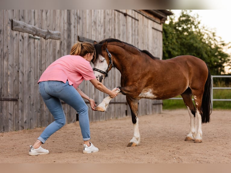 Galés-A Caballo castrado 14 años 123 cm Castaño in Leutershausen