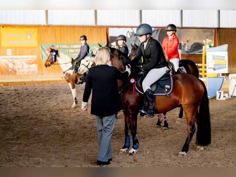 Galés-A Caballo castrado 14 años 129 cm Castaño rojizo in Ptakowice