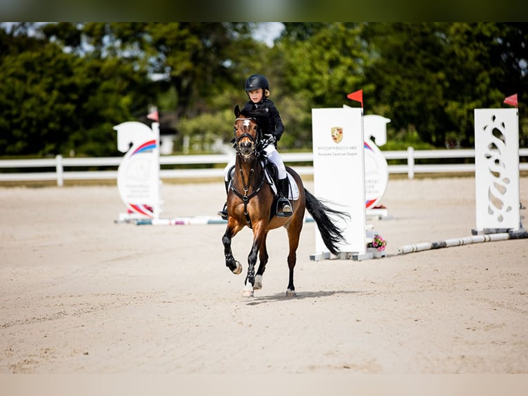 Galés-A Caballo castrado 14 años 129 cm Castaño rojizo in Ptakowice