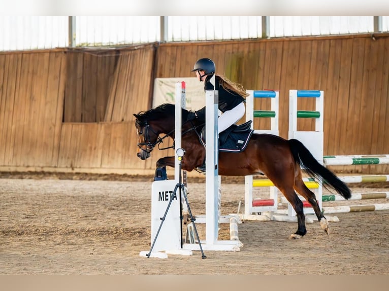 Galés-A Caballo castrado 14 años 129 cm Castaño rojizo in Ptakowice