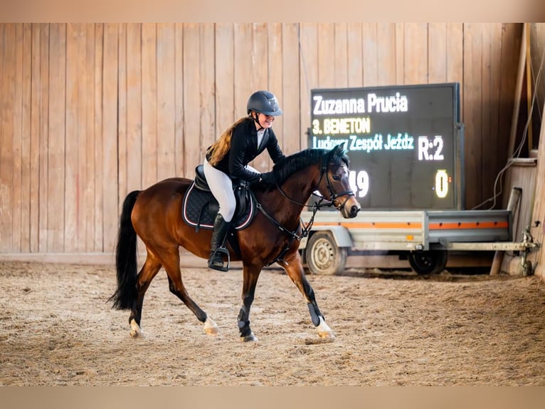 Galés-A Caballo castrado 14 años 129 cm Castaño rojizo in Ptakowice