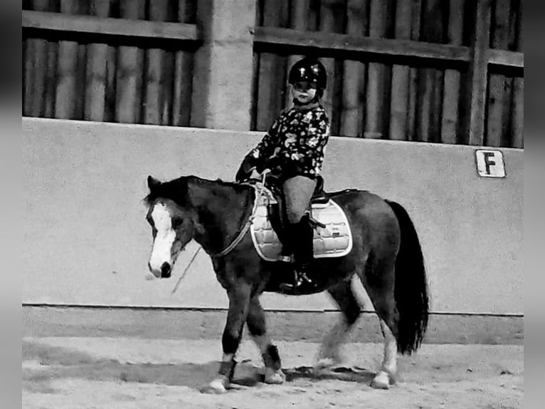 Galés-A Caballo castrado 15 años 117 cm Castaño in Haßfurt