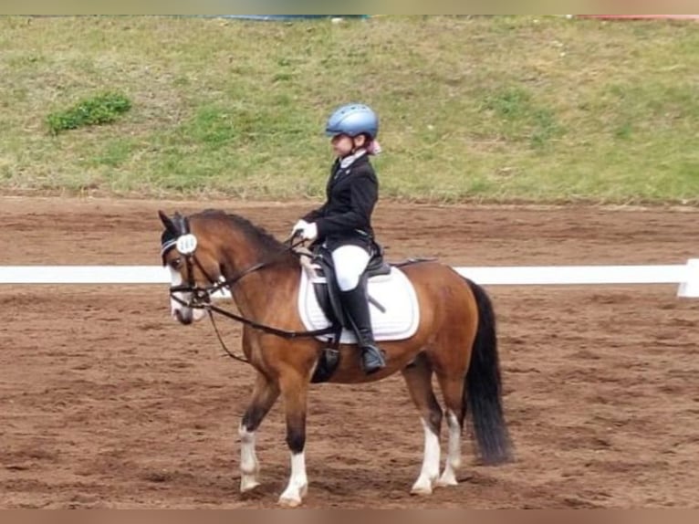 Galés-A Caballo castrado 15 años 117 cm Castaño in Haßfurt