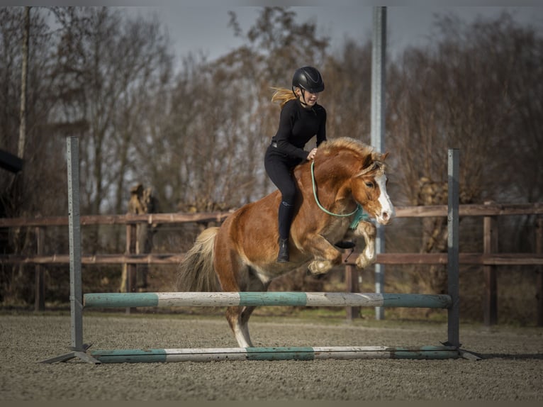 Galés-A Caballo castrado 15 años 119 cm Alazán in De Klomp