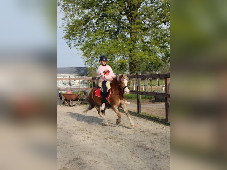 Galés-A Caballo castrado 15 años 119 cm Alazán in De Klomp