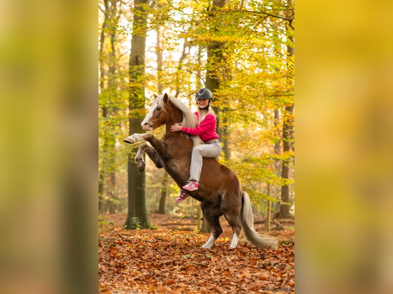 Galés-A Caballo castrado 15 años 119 cm Alazán in De Klomp