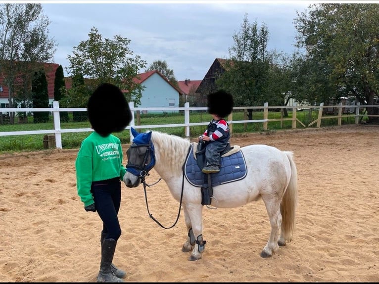 Galés-A Mestizo Caballo castrado 15 años 120 cm Tordo in Dinkelscherben