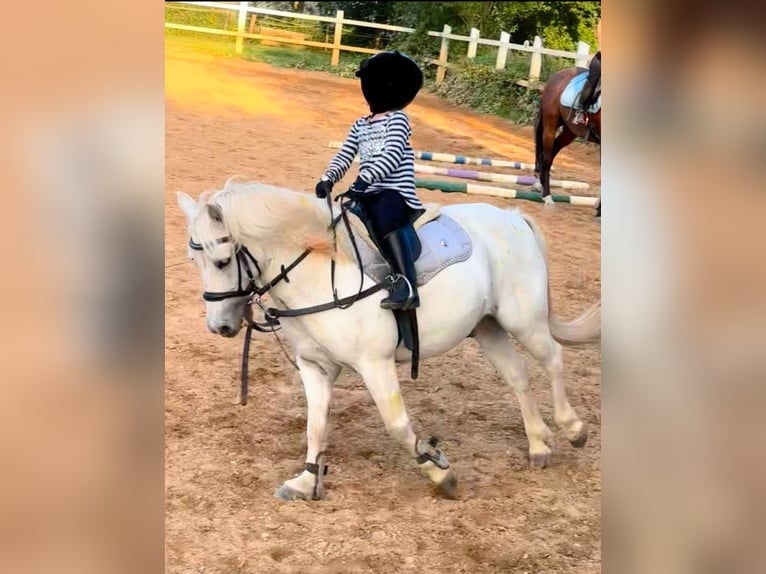 Galés-A Mestizo Caballo castrado 15 años 120 cm Tordo in Dinkelscherben