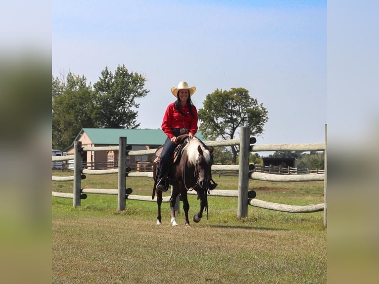 Galés-A Caballo castrado 15 años 122 cm in Nevis, MN