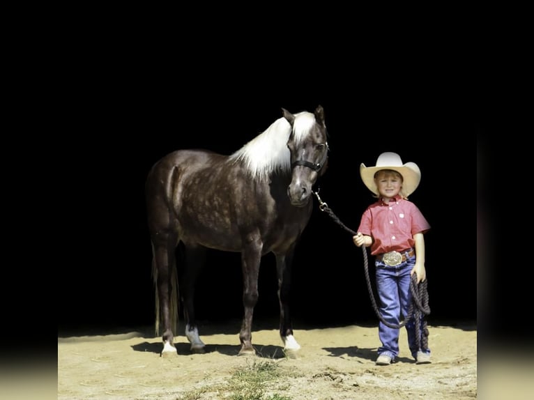 Galés-A Caballo castrado 15 años 122 cm in Nevis, MN