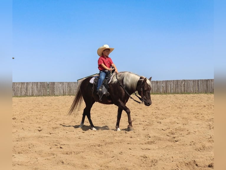 Galés-A Caballo castrado 15 años 122 cm in Nevis, MN