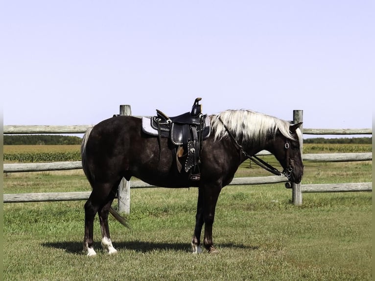 Galés-A Caballo castrado 15 años 122 cm in Nevis, MN