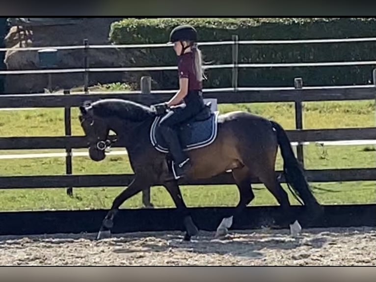 Galés-A Caballo castrado 15 años 124 cm Morcillo in Linschoten