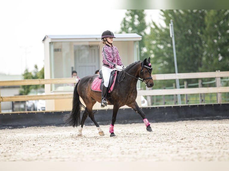 Galés-A Caballo castrado 15 años 124 cm Morcillo in Linschoten