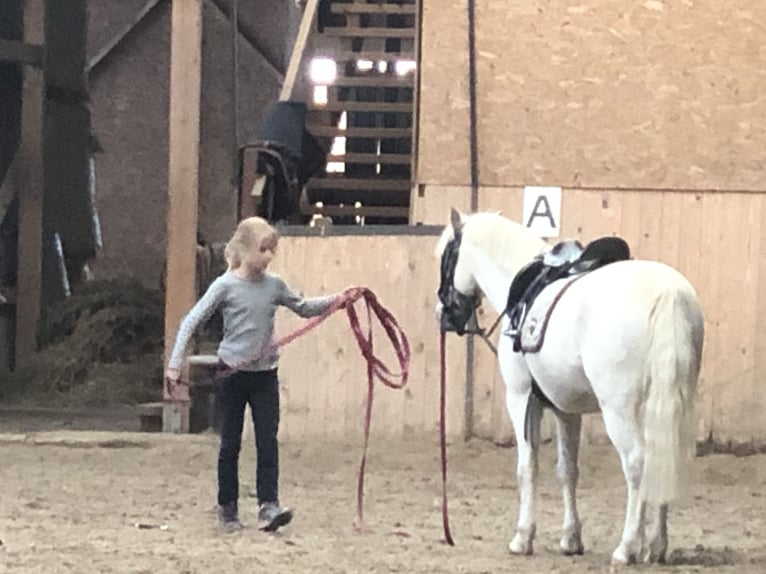 Galés-A Caballo castrado 15 años 124 cm Tordo in Ladenburg