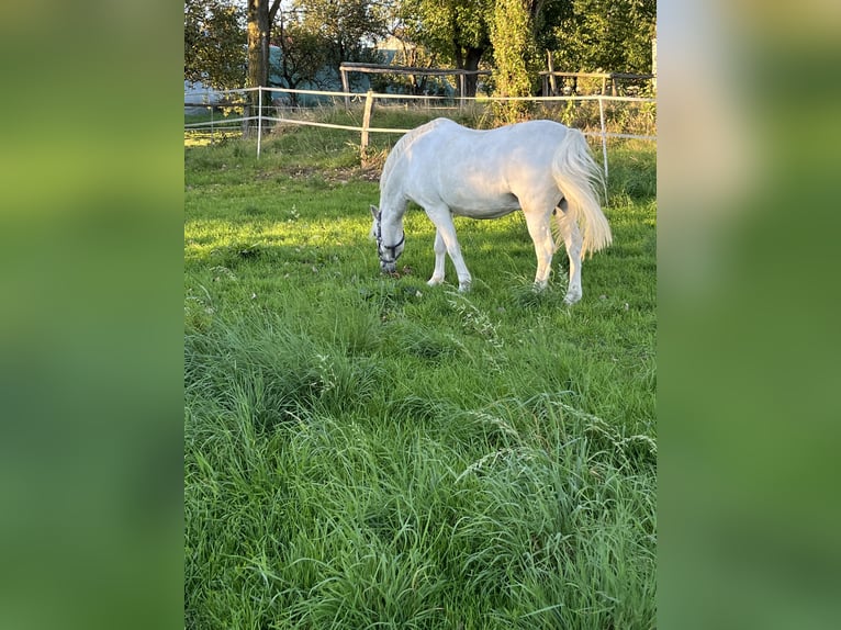 Galés-A Caballo castrado 15 años 124 cm Tordo in Ladenburg