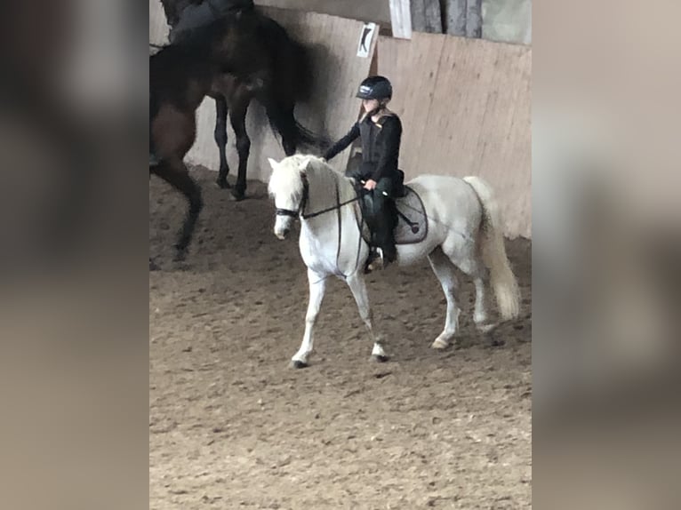 Galés-A Caballo castrado 15 años 124 cm Tordo in Ladenburg