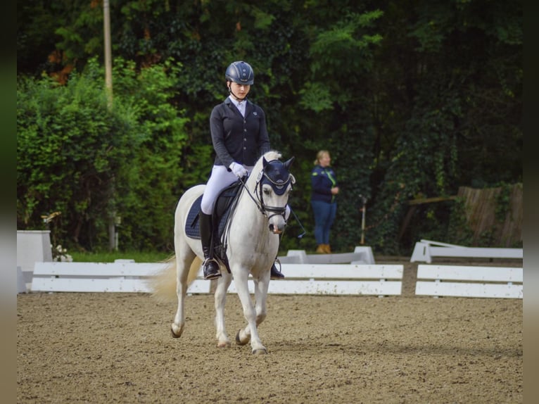 Galés-A Caballo castrado 15 años 124 cm Tordo in Ladenburg