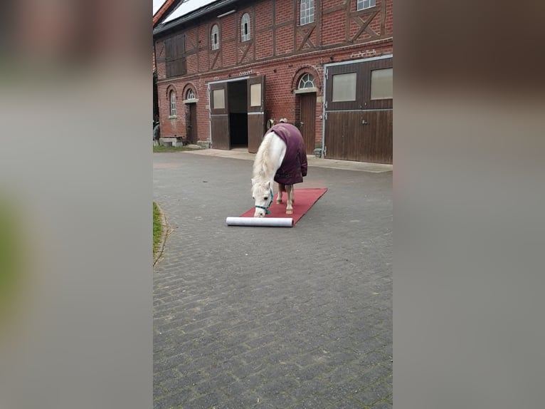 Galés-A Caballo castrado 15 años 124 cm Tordo in Soest