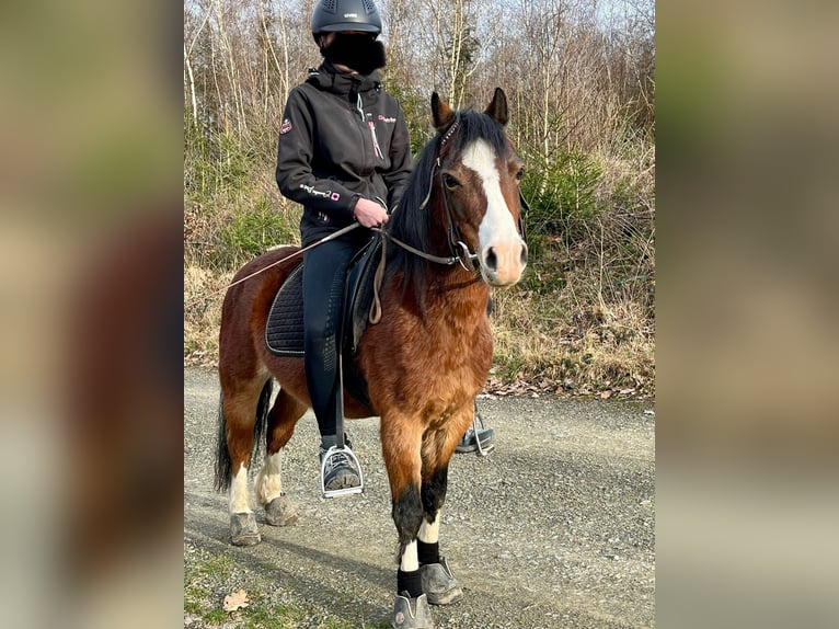 Galés-A Caballo castrado 16 años 114 cm Castaño in Overath