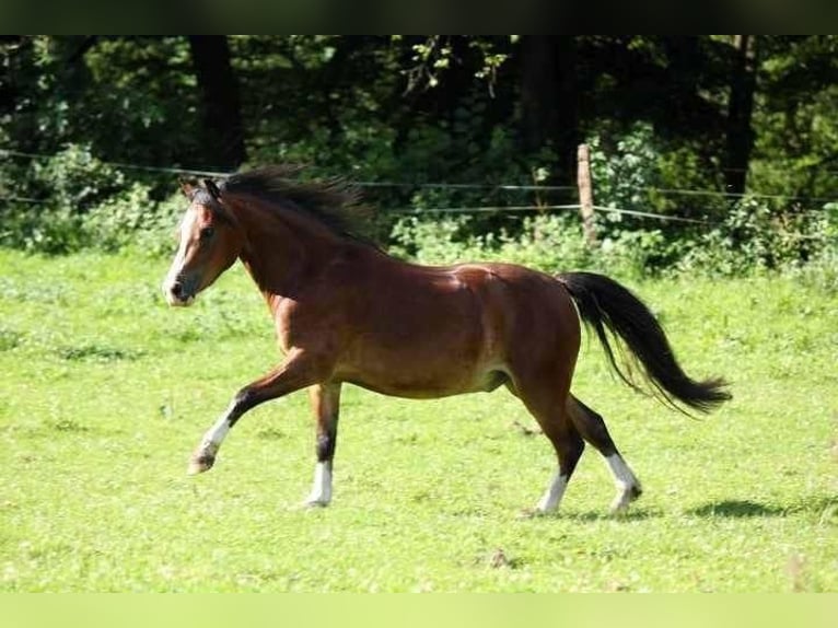 Galés-A Caballo castrado 16 años 114 cm Castaño in Overath