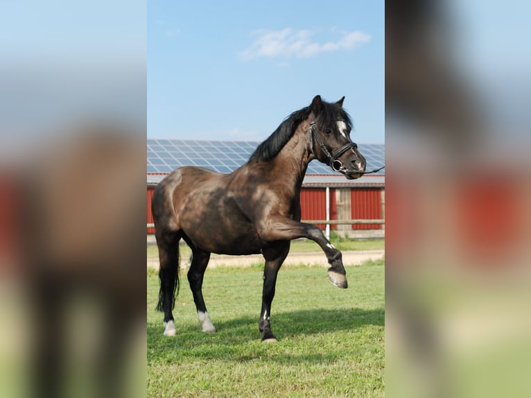 Galés-A Caballo castrado 16 años 118 cm Negro in Trier